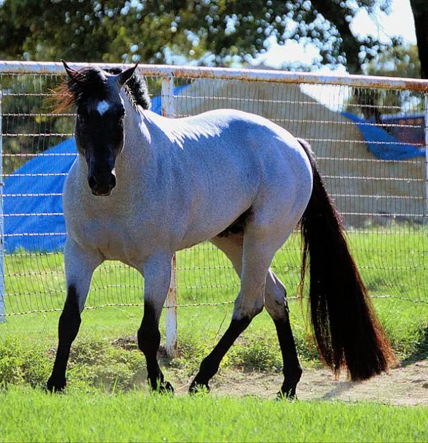 grey english arabian stallion western foal filly colt AQHA quarter ...