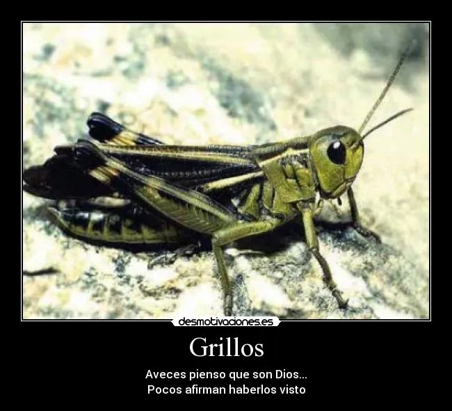 Grillos | Desmotivaciones