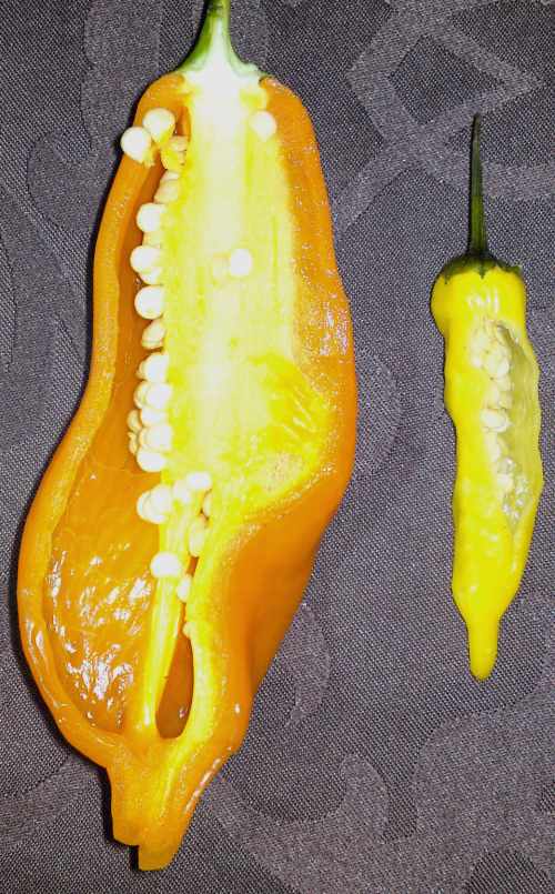 growing, tasting and using chillies: Taste report Aji Amarillo and ...