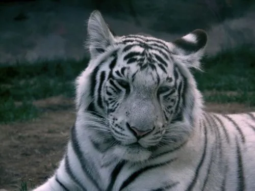  ... de Grupo de Águilas internacionales > El Tigre Blanco