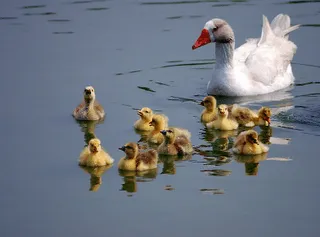  ... de Grupo de Fotografía > Tiernos ganzitos con mama