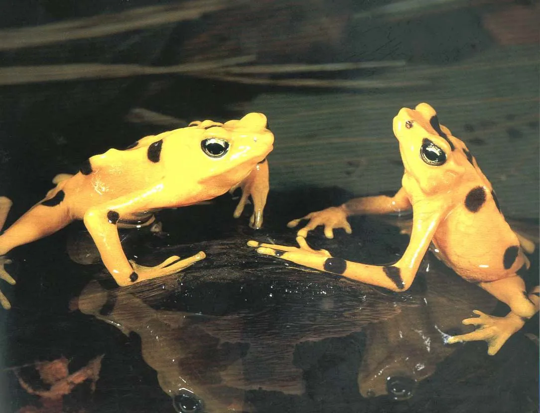 Un grupo de ranas viajaba por el bosque y, de repente, dos de ellas ...