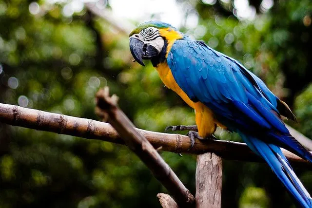 Guacamaya Azul y Amarilla | Flickr - Photo Sharing!