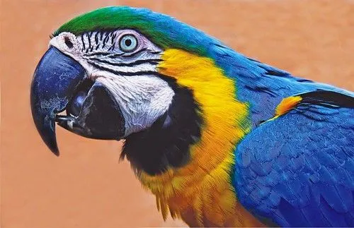 guacamaya Azul Amarillo | Flickr - Photo Sharing!