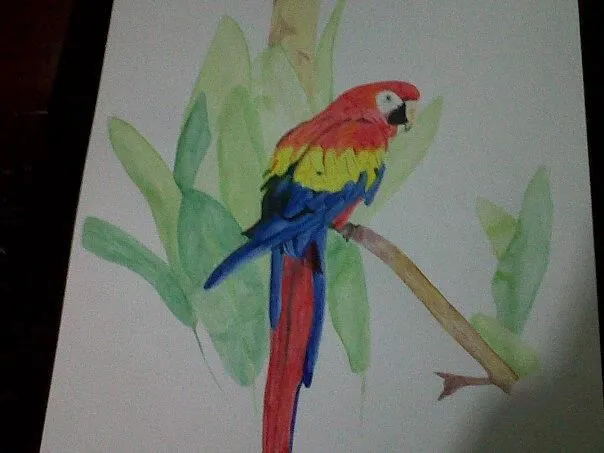 La guacamaya dibujo - Imagui