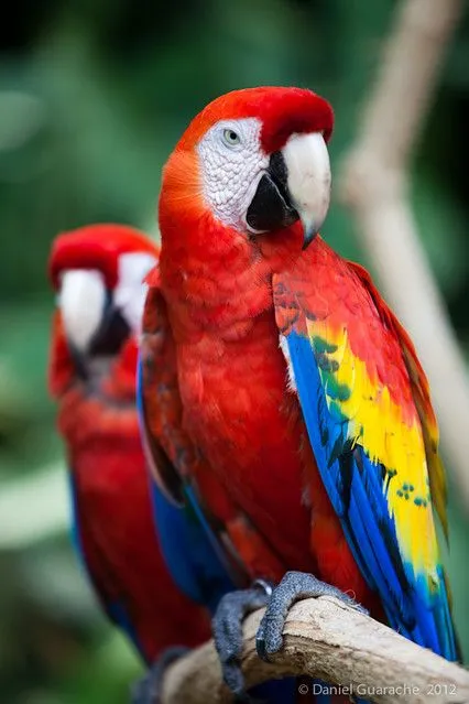 Guacamaya roja | Flickr - Photo Sharing!