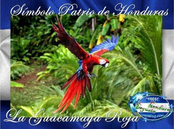 La Guacamaya Roja Símbolo Patrio de Honduras - Conexion HN