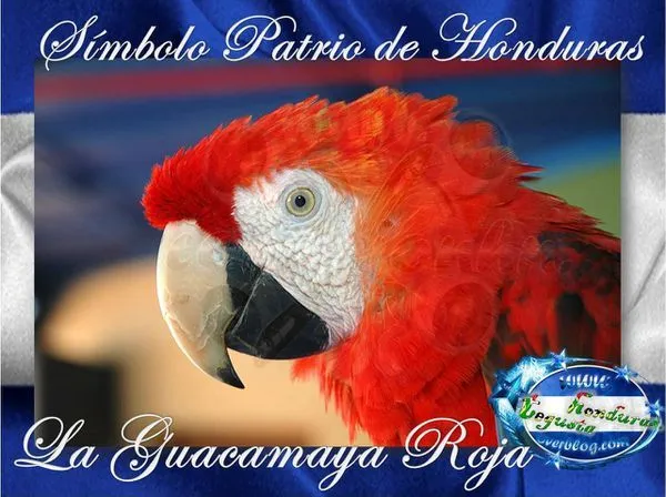 La Guacamaya Roja Símbolo Patrio de Honduras - Conexion HN