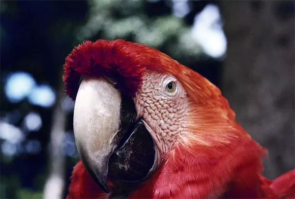 La guacamaya - Venezuela Tuya