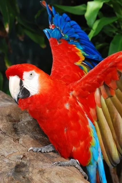 Guacamayas, loros y pericos on Pinterest | Parrots, Scarlet and Birds