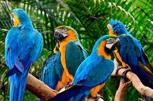 Guacamayo azul y amarillo | Wikifaunia, tu enciclopedia de animales