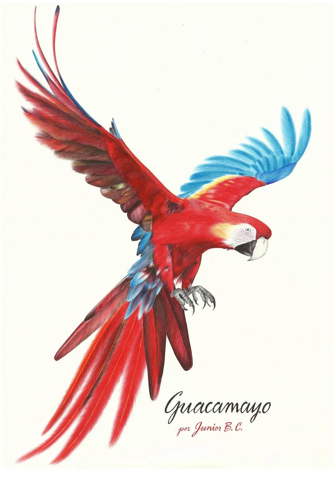 GUACAMAYO ROJO | Dibujos y retratos a lapicero