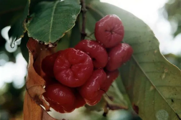 Guadalupe, Manzana de agua