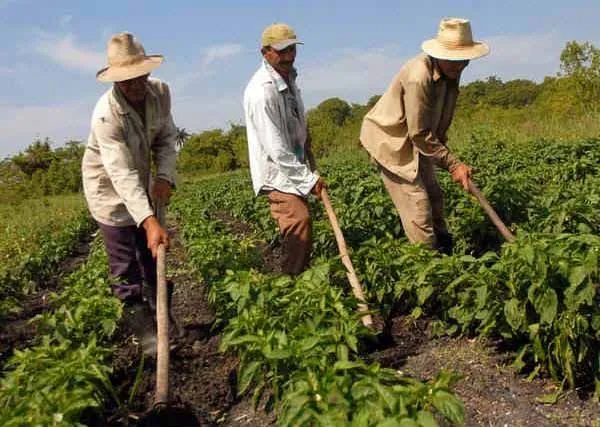 Guantánamo, sede del acto central por el Día del Campesino