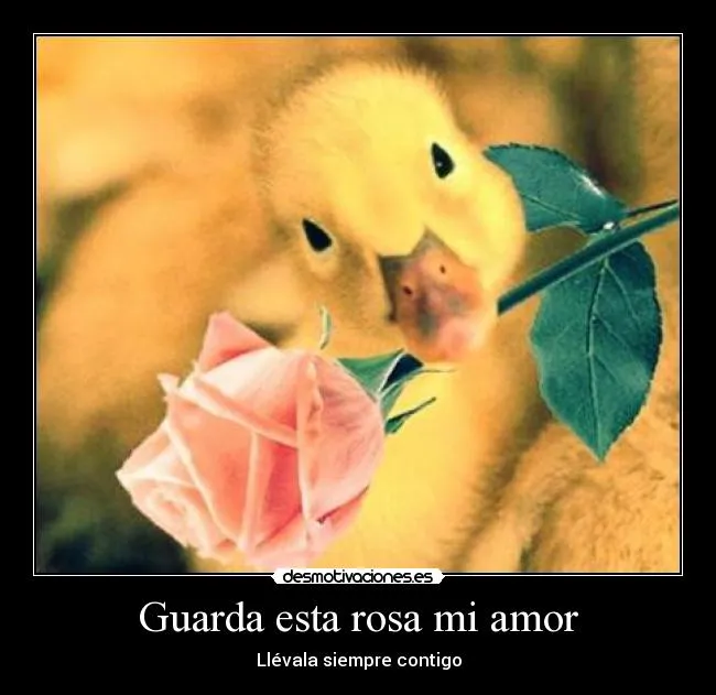 Guarda esta rosa mi amor | Desmotivaciones