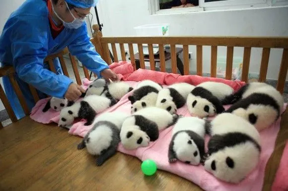 Una guardería de ositos panda en China (+ Fotos) | Cubadebate