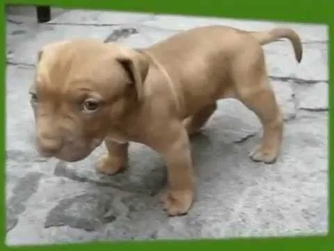 La Guardia Civil inmoviliza 73 cachorros de perro en Barajas ...