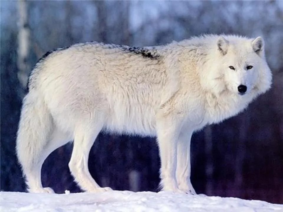 LA GUARIDA DE GRAY WOLF: LOBO BLANCO