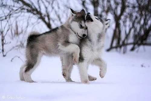 LA GUARIDA DE GRAY WOLF: YELLOWSTONE Y LA RECUPERACION DEL LOBO GRIS