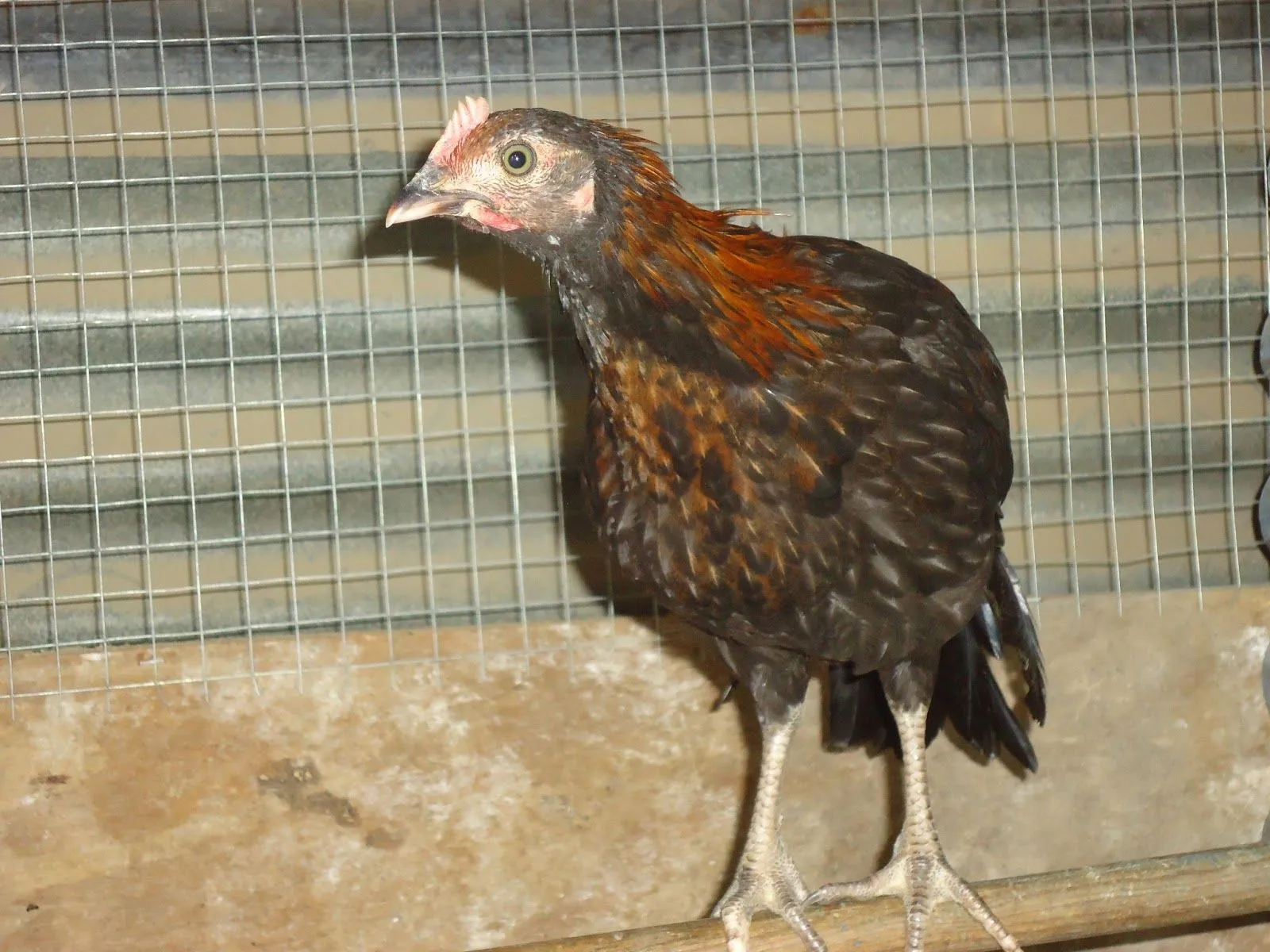 GUATEMALA GALLOS DE PELEA: CRUZES Y POLLADAS