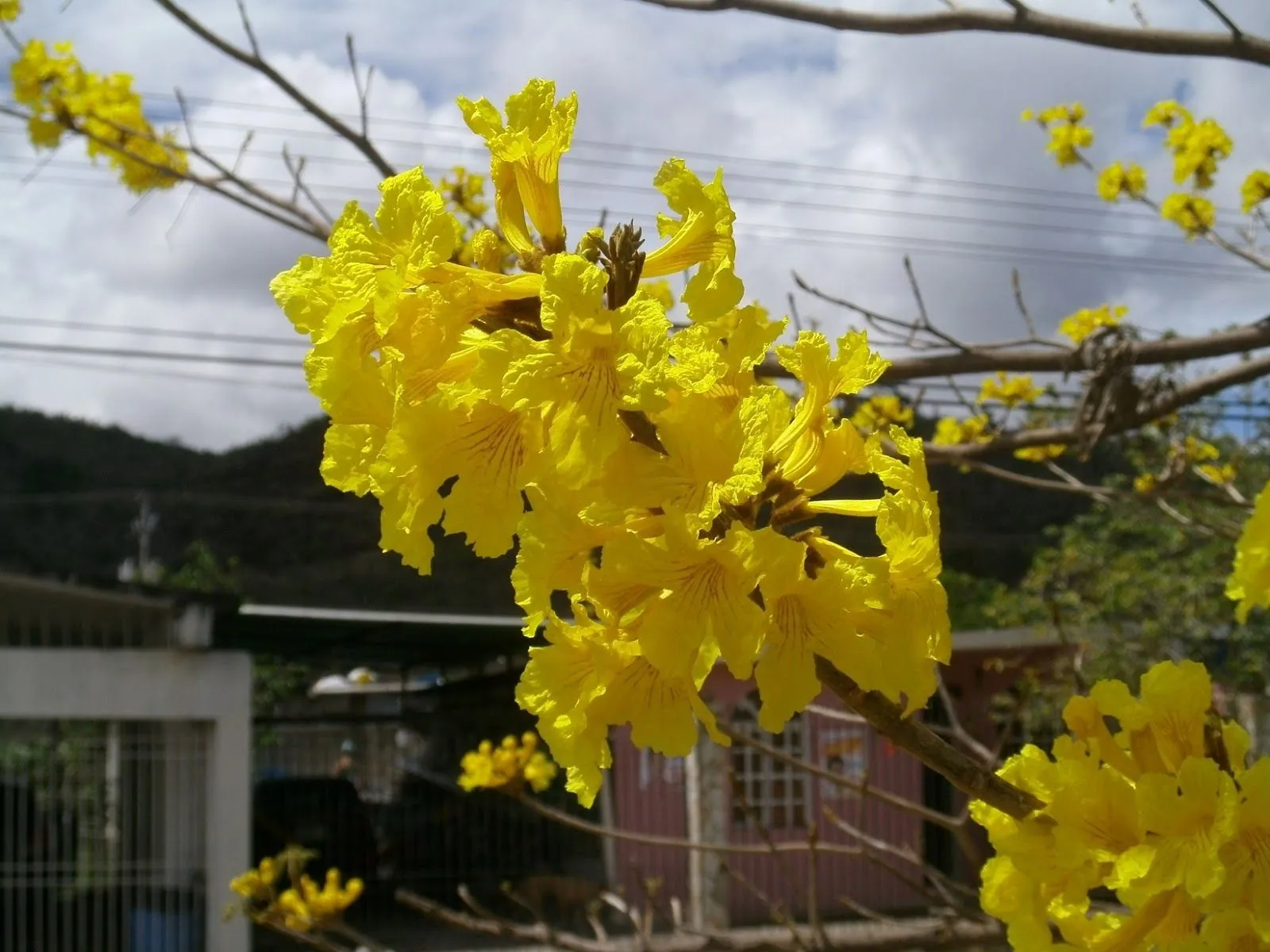 Guayana: Eje Sur Upata Santa Elena de Uairén: Araguaney amarillo ...