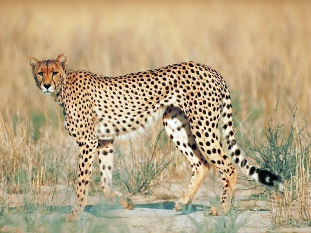 Guepardo Acinonyx Jubatus