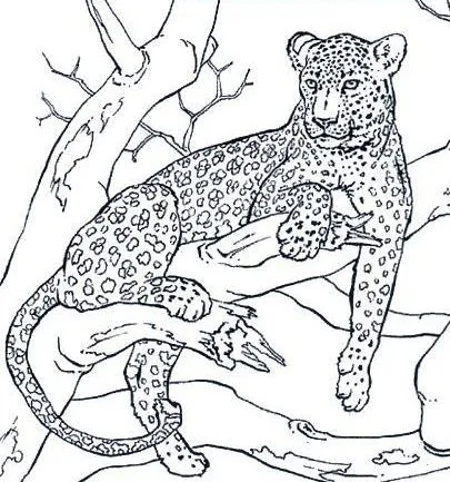 Jaguar dibujos para colorear - Imagui