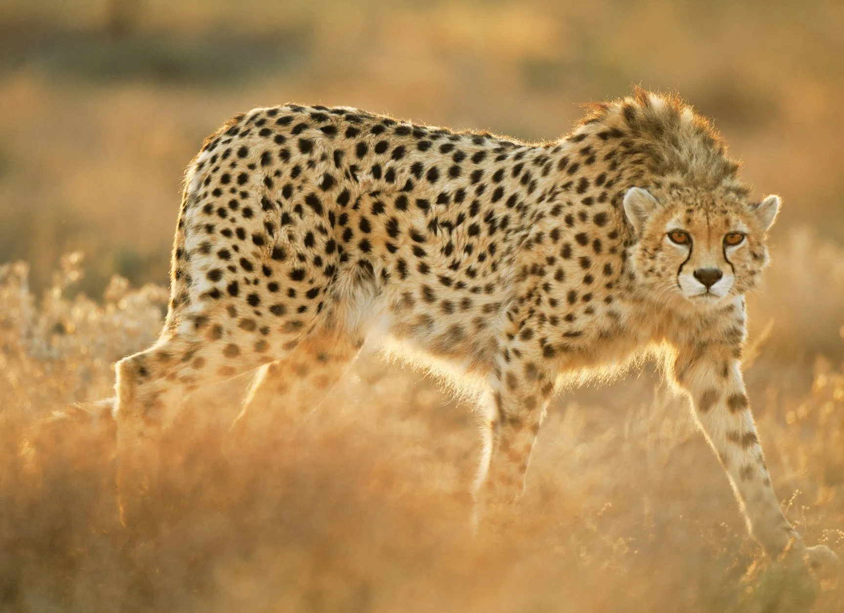 Guepardos al límite · National Geographic en español. · Reportajes