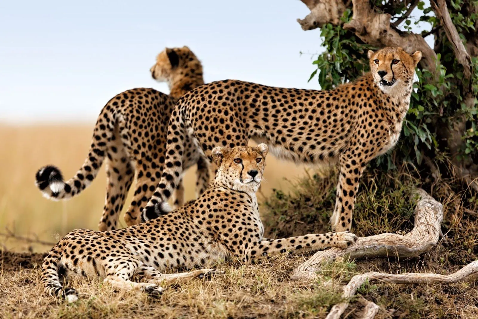 Guepardos en la sabana africana - Felinos bonitos, pero salvajes ...