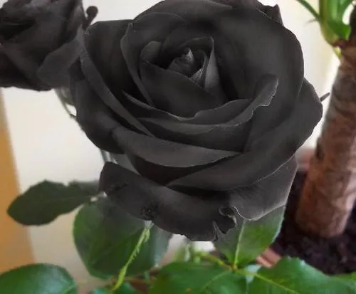 Guerra y Paz: LA PRIMAVERA