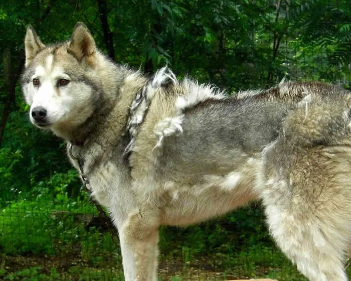 GUIA DO HUSKY SIBERIANO: Quer um Husky Siberiano?