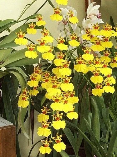 guia flores - oncidium | Flickr - Photo Sharing!