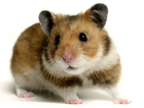 LA GUIA DEL HAMSTER