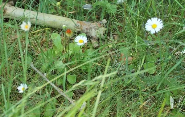 Guia de jardin: 25 gramíneas y flores silvestres para identificar