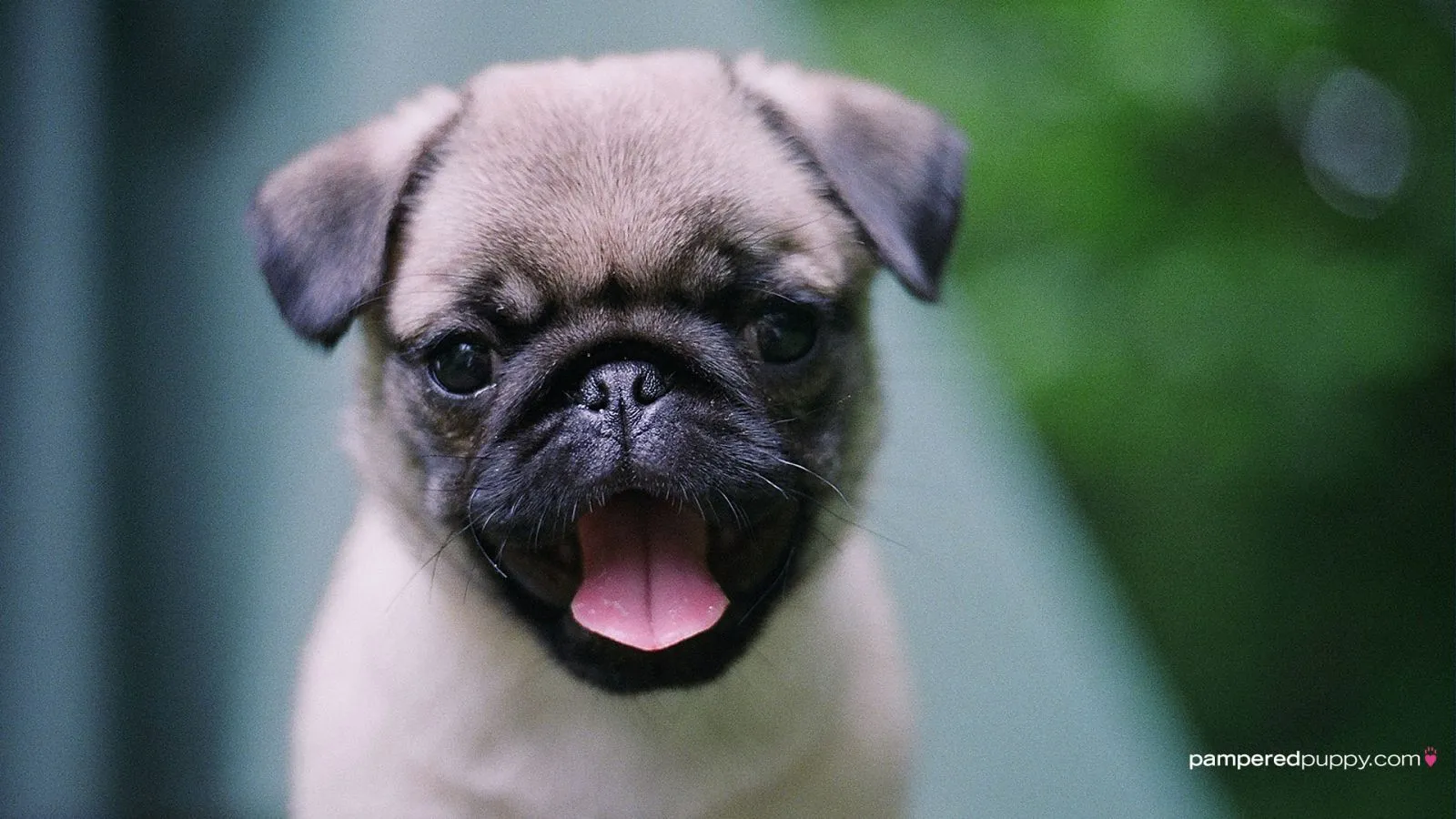 Guía para primeros padres - Perros PugPerros Pug