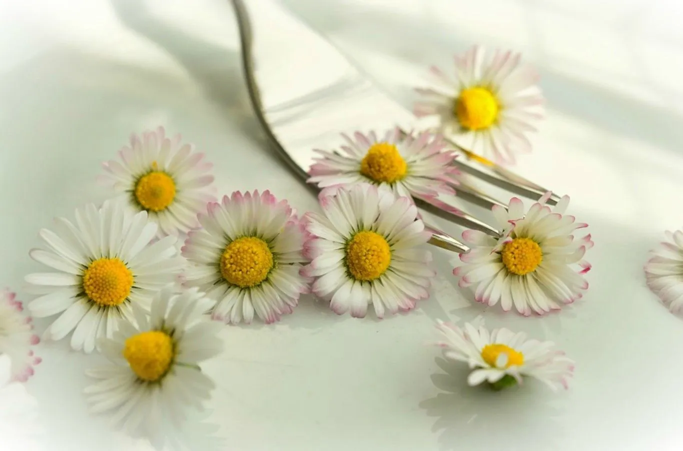 Guía rápida de las flores comestibles de la A a la Z