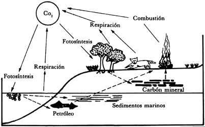 Guía semestral de Biología | Secundaria Alfredo Nobel