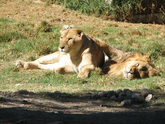 Guidebolivia: Fotos jardin zoologico de Mallasa