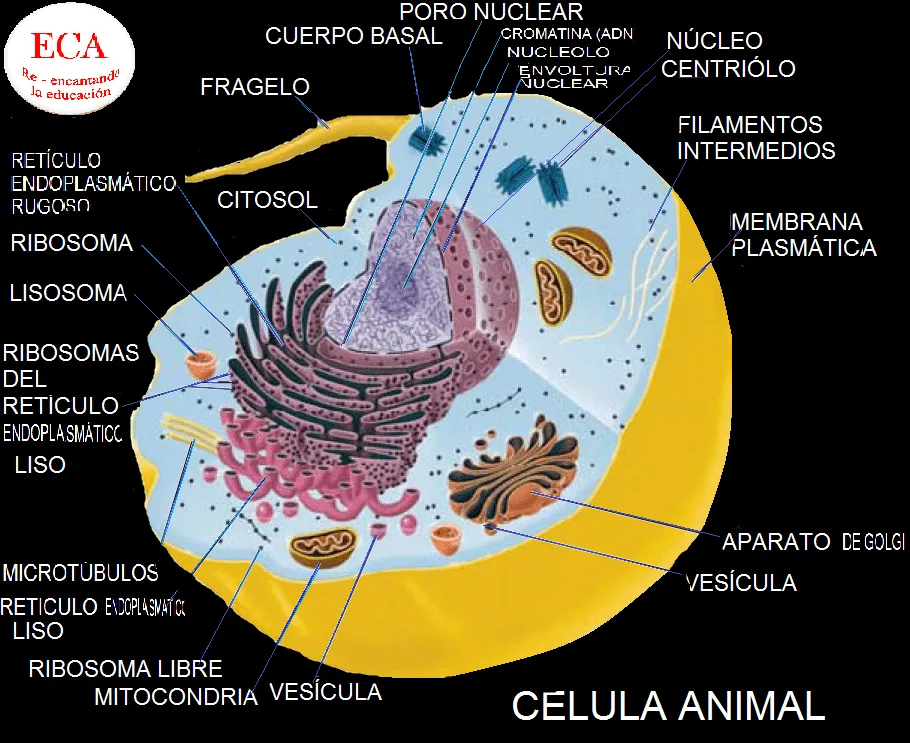 Guillermo Grass : LA CÉLULA