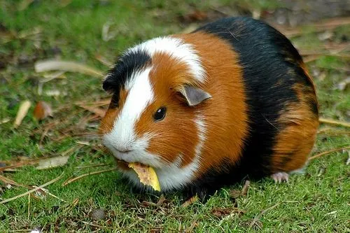 Guinea pig, conejillo de indias, coballo, quiz. Tantos nombres ...