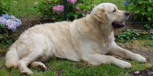 Si te gusta cuidar a tu perro aca te dejo algunos consejos - Taringa!