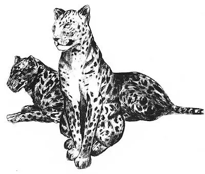 Beta: Leopardos