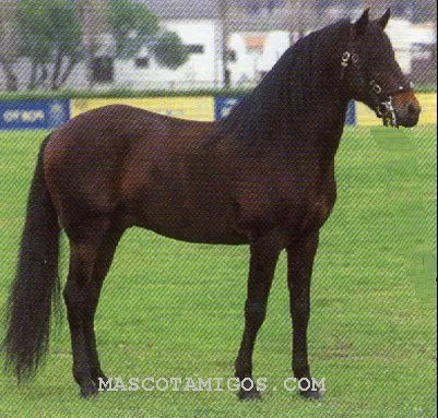 Si te gustan los caballos - Taringa!