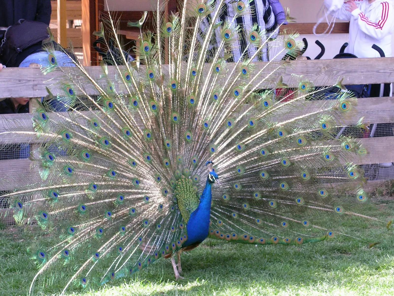 cosas que me gustan y mucho más: Un pavo real