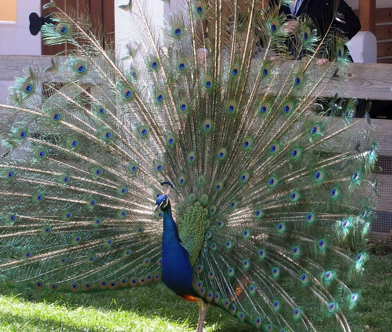 cosas que me gustan y mucho más: Un pavo real