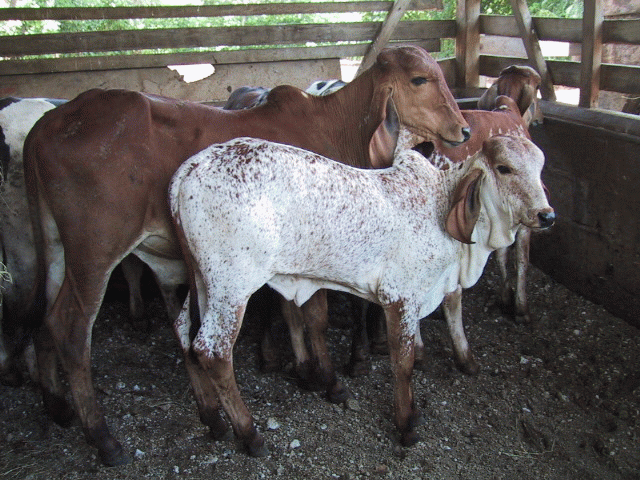 Gyr Lechero y Semen, Hacienda Guadalupe, Guatemala