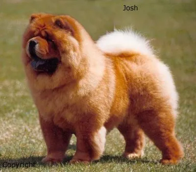 h1>Chow Chow</h1> | Libros de Veterinaria