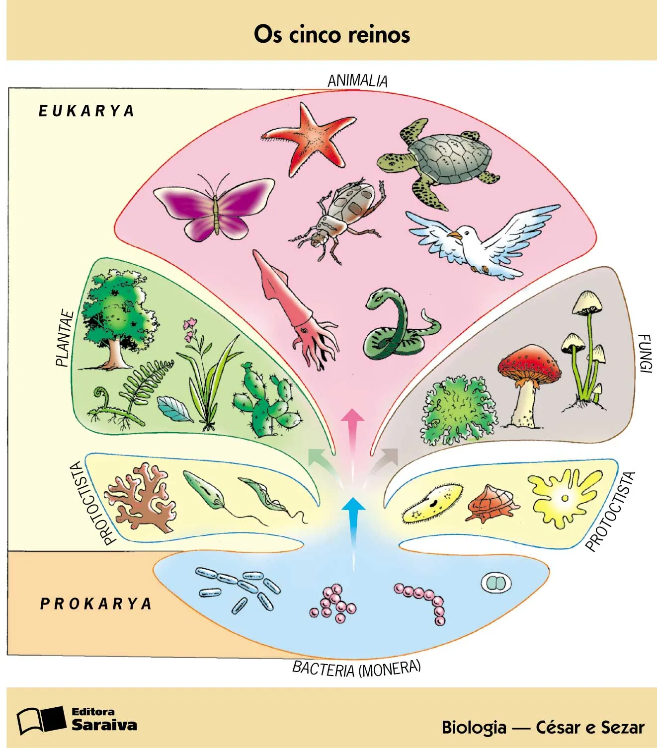 h1>reinos (biologia) </h1> | biodiversidad408