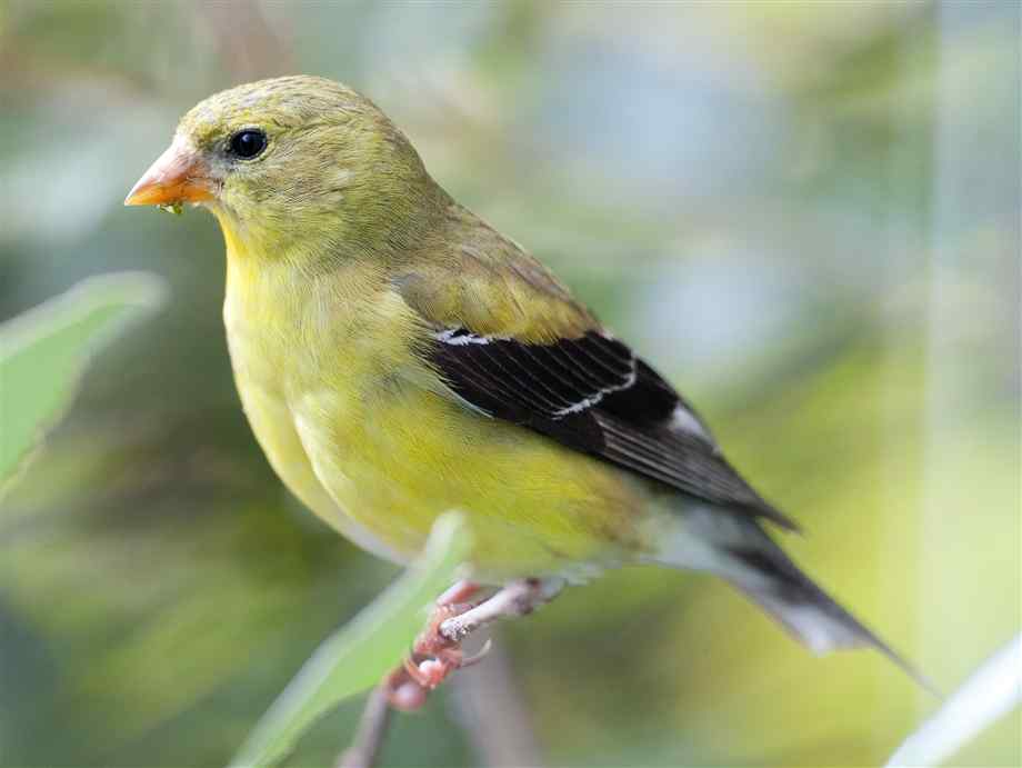 HabitantesDeLaCiudad: Pájaros silvestres, hermosos habitantes de ...