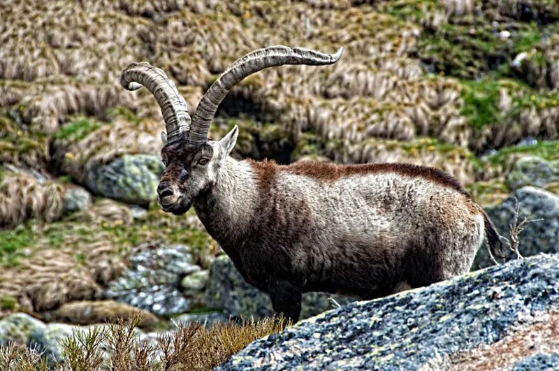 El hábitat de la cabra montes en la sierra de Gredos | El Rincón ...